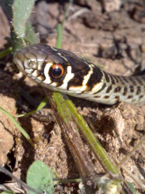 biacco